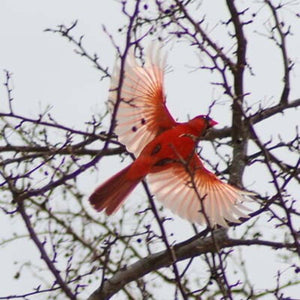 Halskæde med kolibri-hukommelse