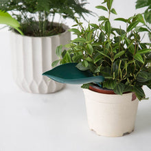 Indlæs billede til gallerivisning Funny Watering Leaves (6pcs)
