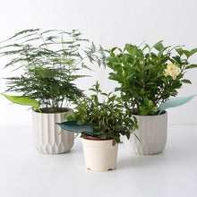 Indlæs billede til gallerivisning Funny Watering Leaves (6pcs)
